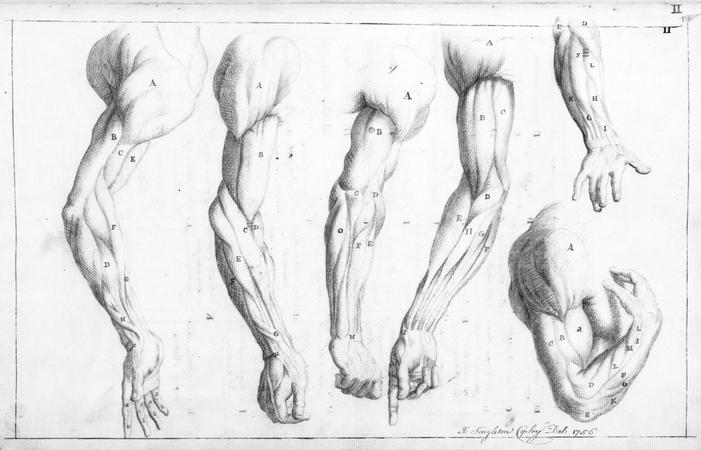 Anatomical drawing of the left side of the torso and upper leg, Works of  Art, RA Collection