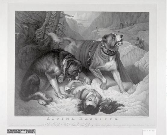 Slide mountain hot sale bullmastiffs