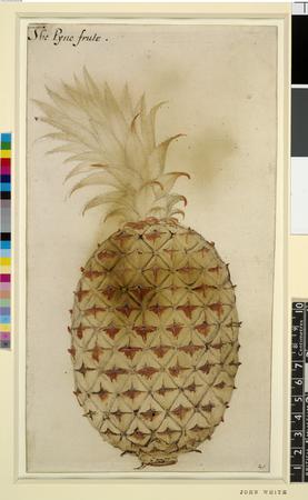 Pineapple print of the original painting – Bartlett Pair Art